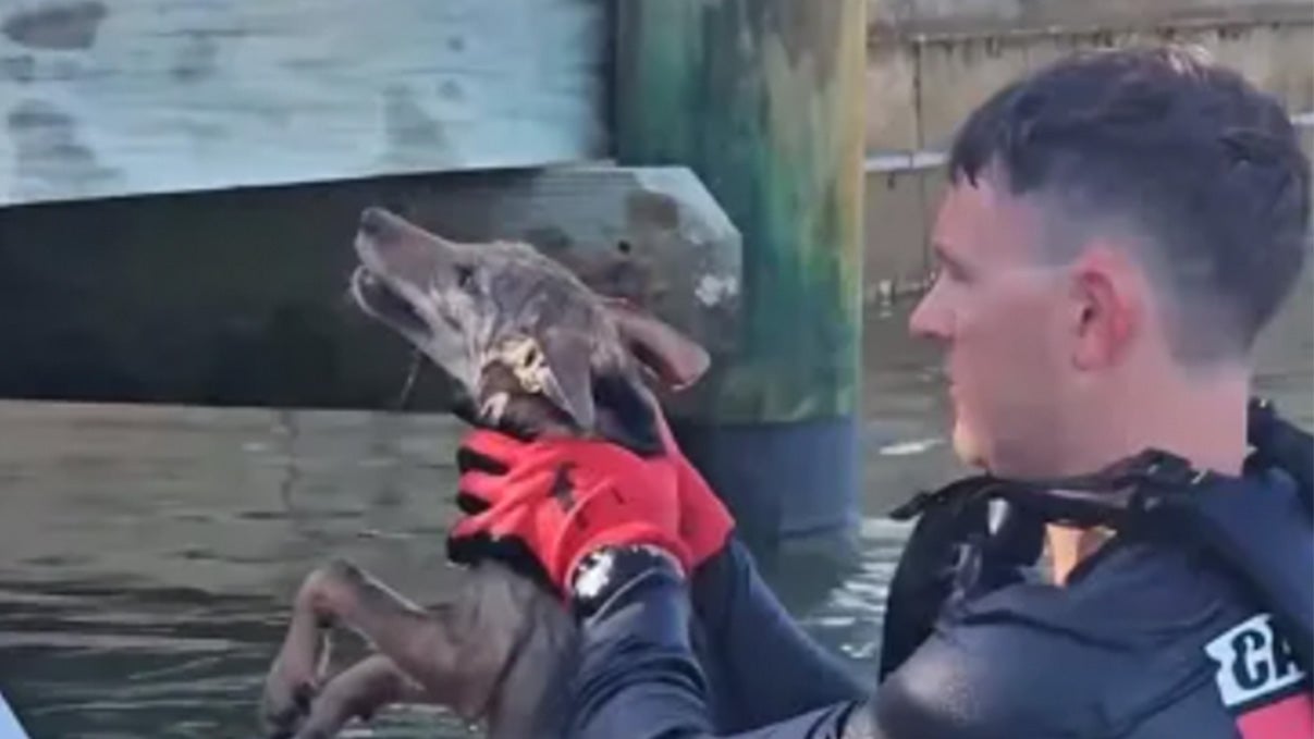 coyote rescue