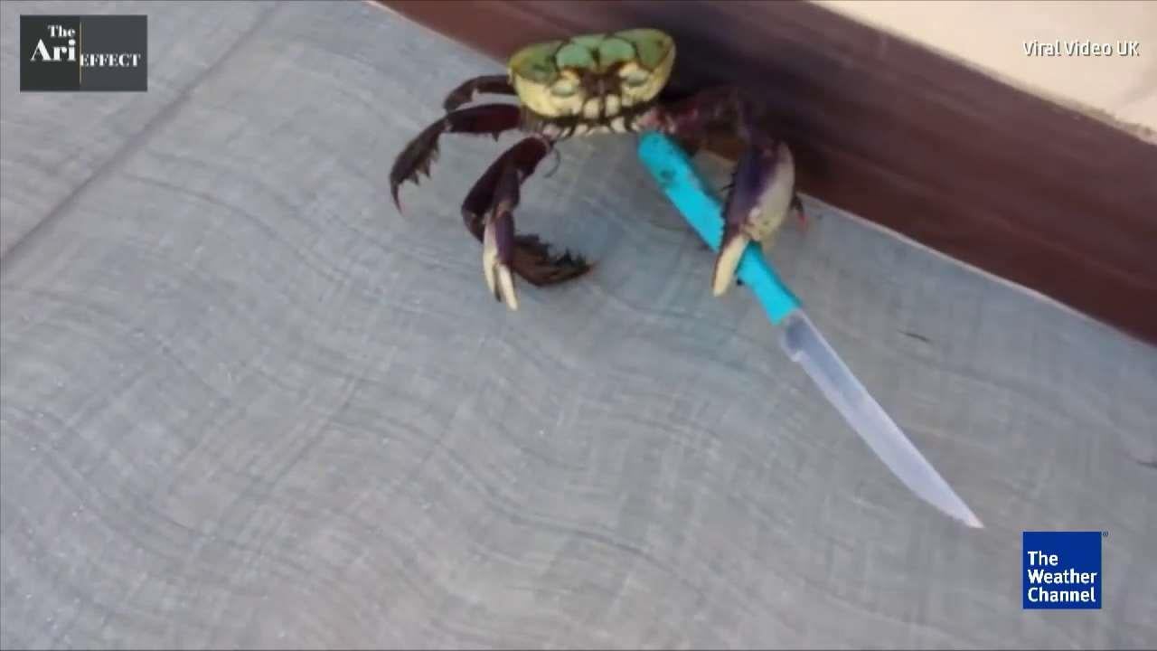 Crab Uses Knife to Protect Himself