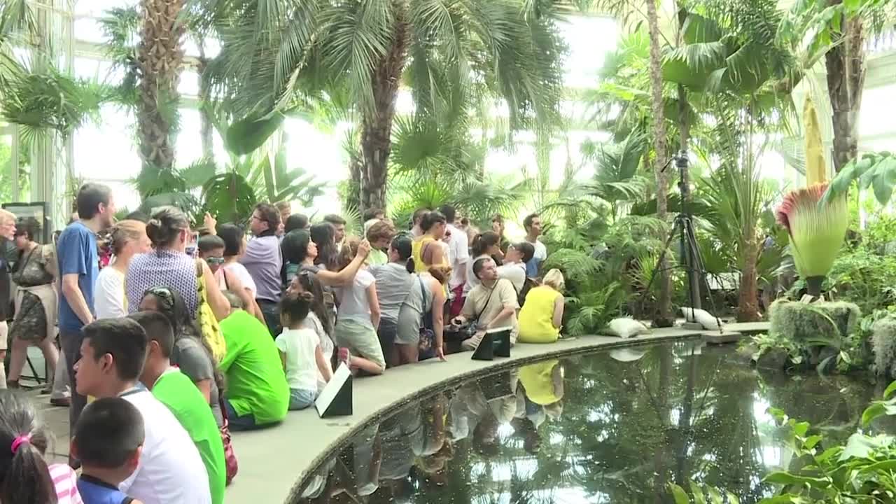 Crowds Hurry To See Corpse Flower’s Rare Bloom In New York