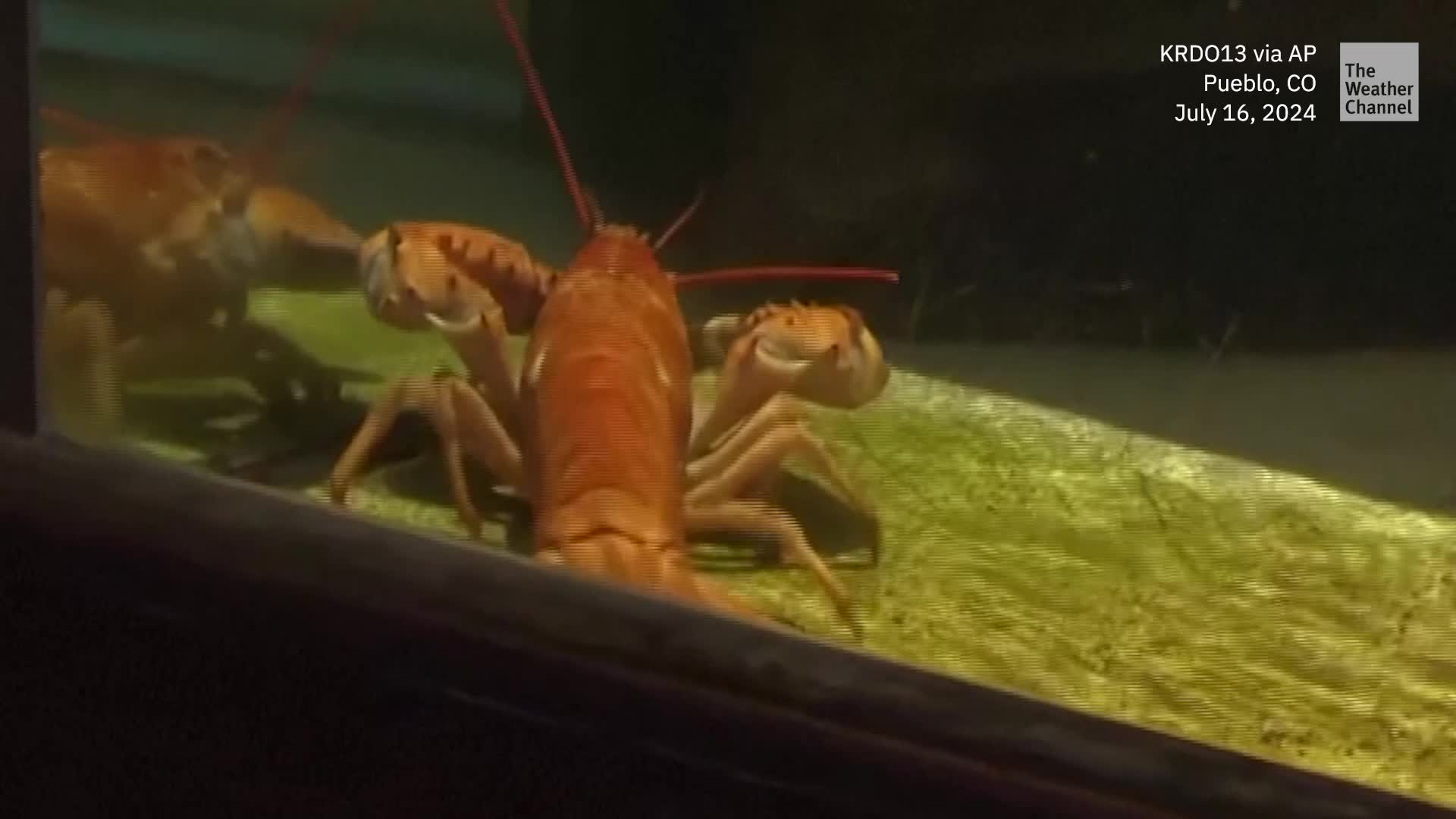 Crush The Lobster Becomes Denver&rsquo;s Newest Celebrity