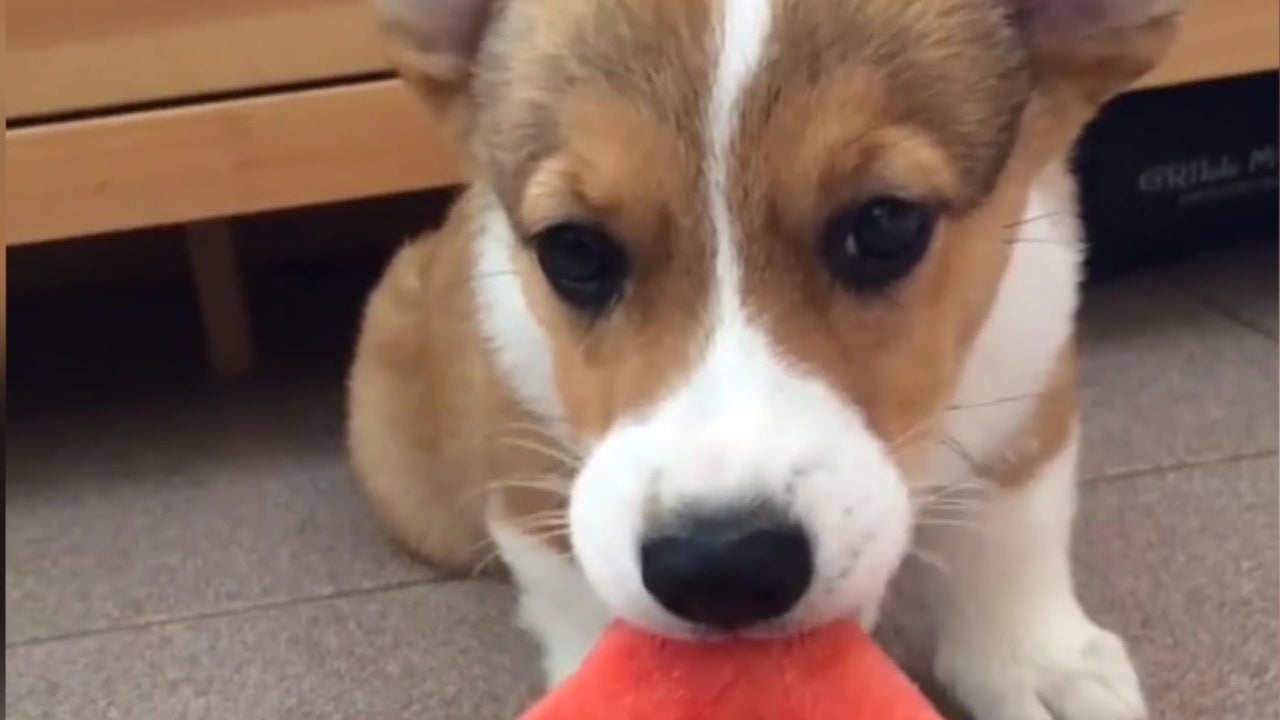 Cute Corgi Enjoys Delicious Watermelon