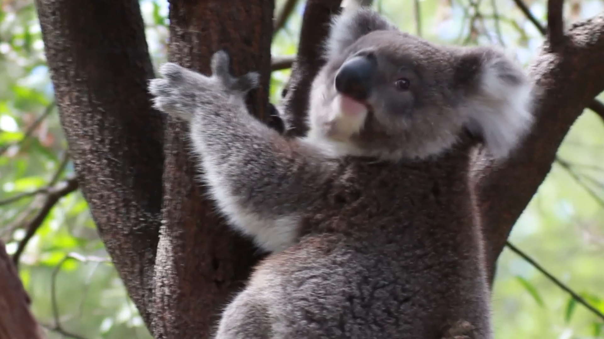 Cute Koala Orphan Frolics with Gamekeeper