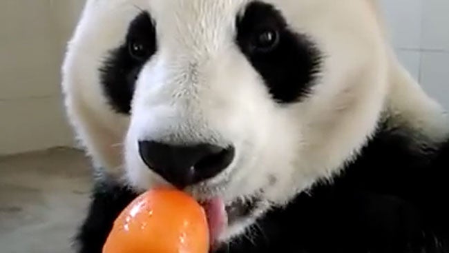 Cute Panda Eats Popsicle