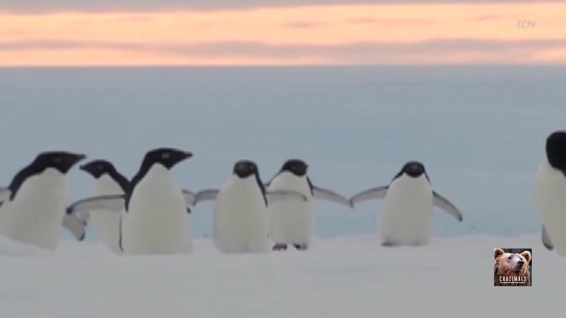 Cute Penguins Slip and Slide