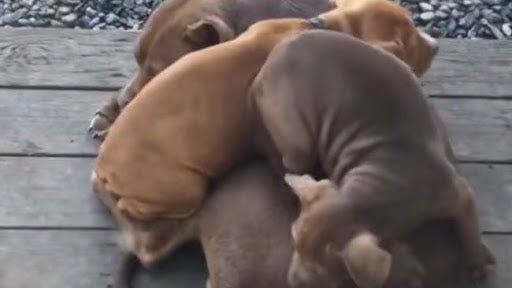 Cutest Thing You'll See All Day