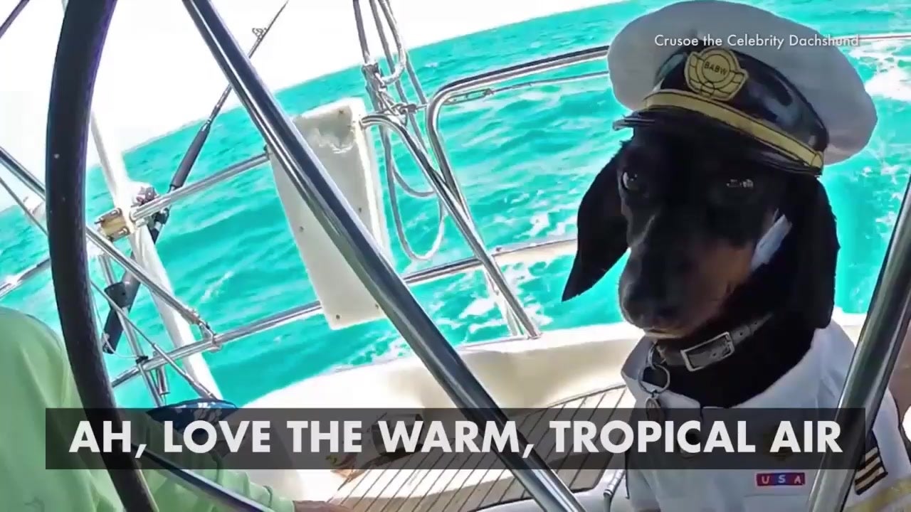 Dachshund Sails Around The Bahamas