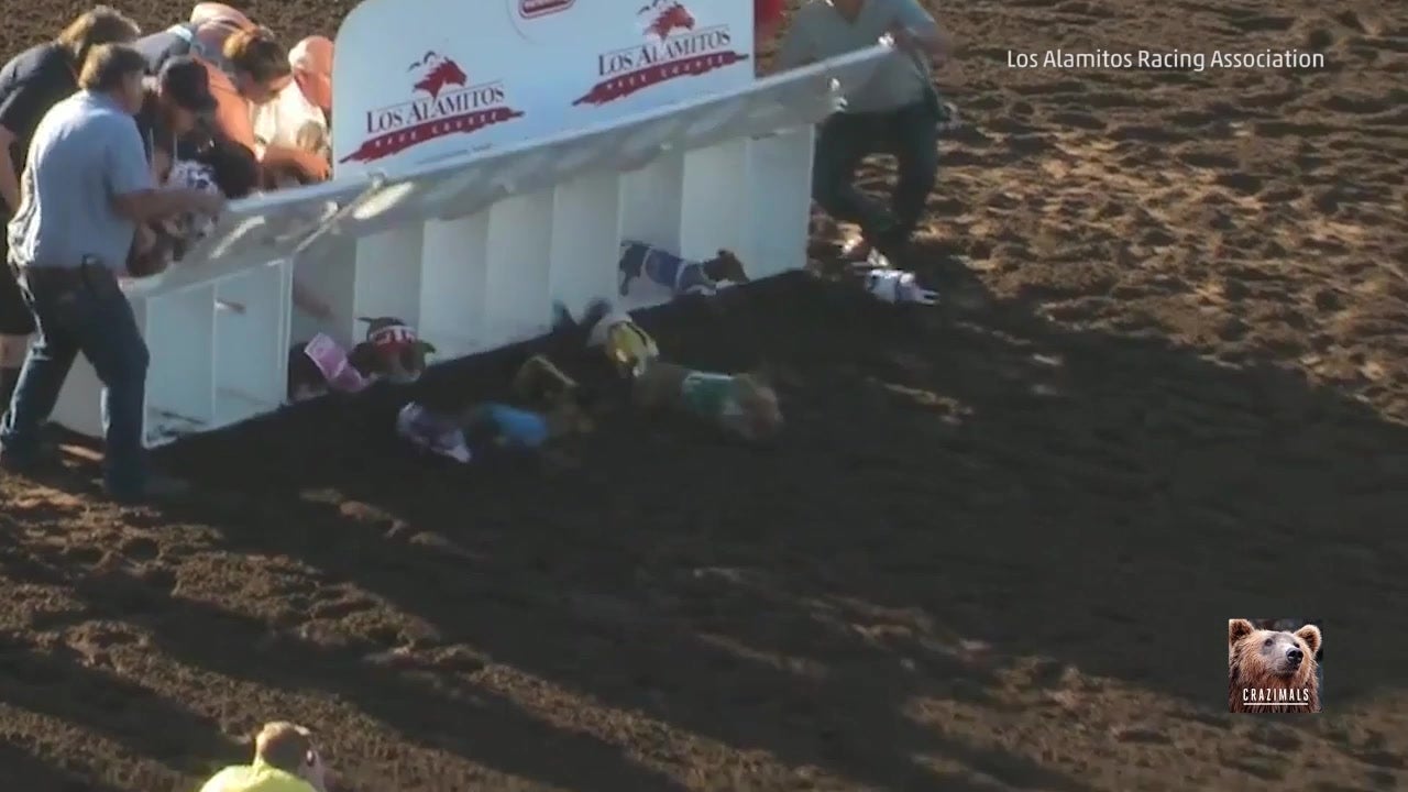 Dachshunds Race in 2016 Wienerschnitzel Race
