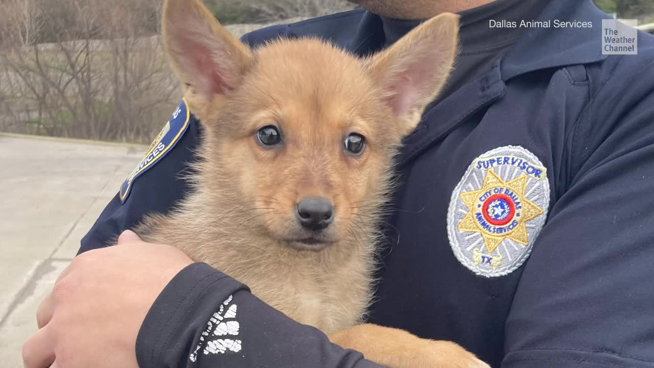Dallas Animal Services Testing DNA To Find Out If Puppy Is Actually A Coyote