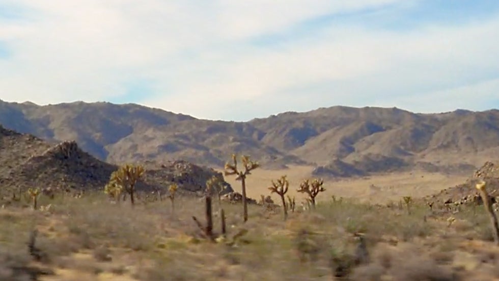 Damaged Joshua Tree National Park Could Take Hundreds of Years to Recover