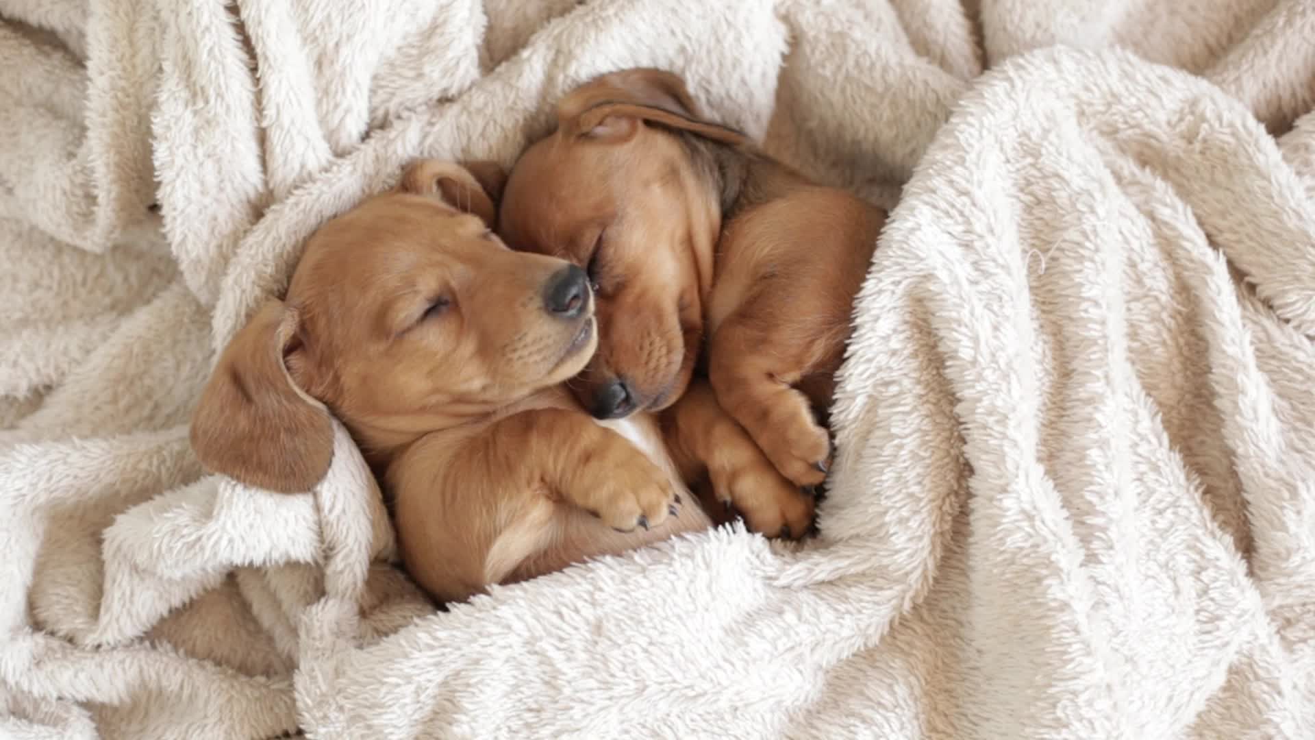 Dangerous Virus Affecting Puppies Spikes In Spots Across U.S.