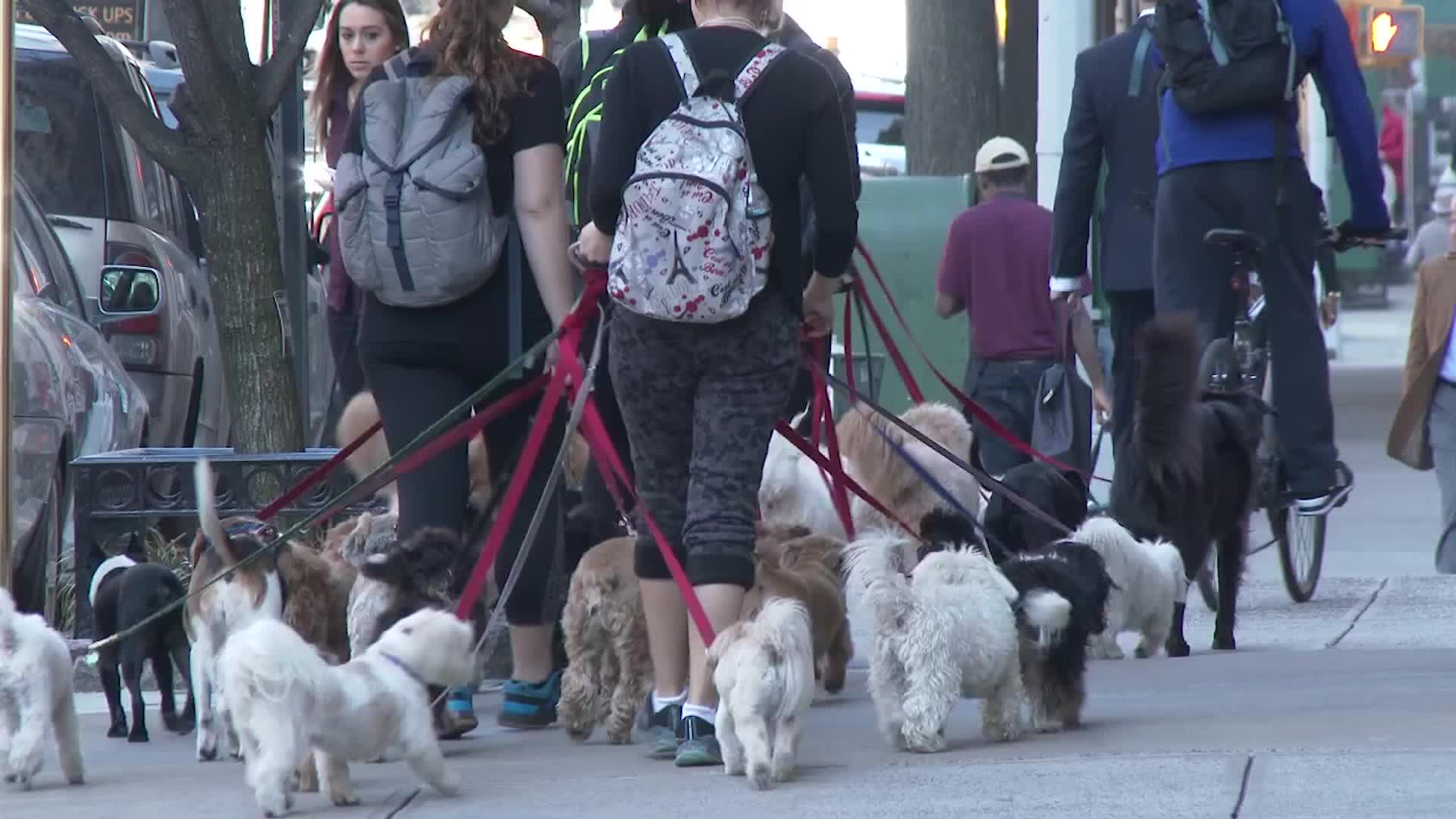 Dangers Of Dog Walking Studied; Here’s How To Stay Safe