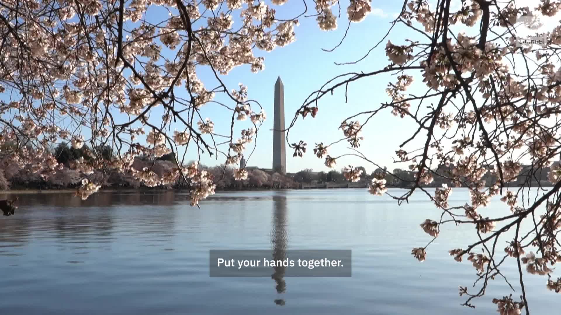 DC Cherry Blossoms Reach Peak Bloom On Tidal Basin