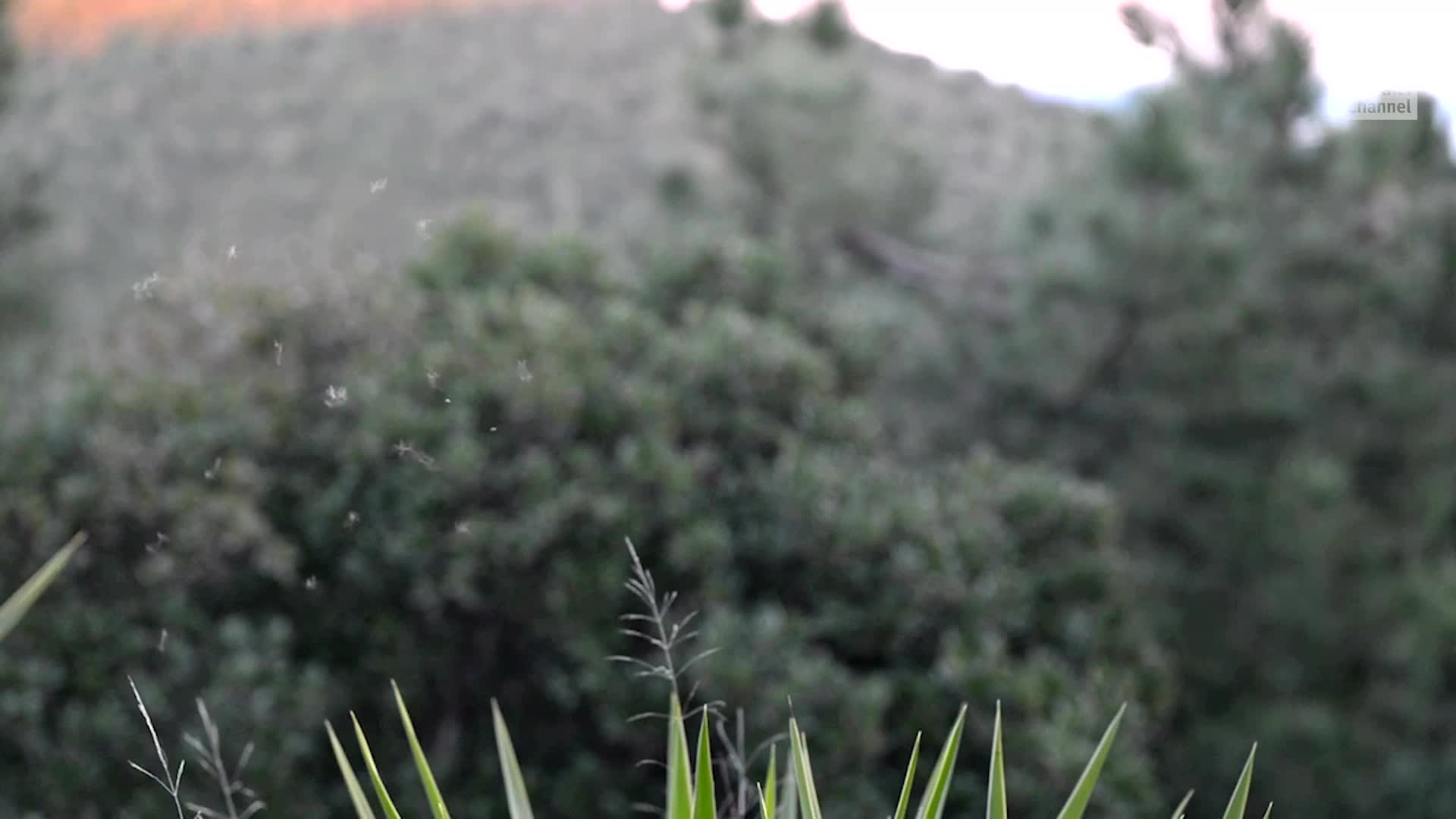 Deadly Bite: Protect Yourself From Mosquito-Borne Diseases
