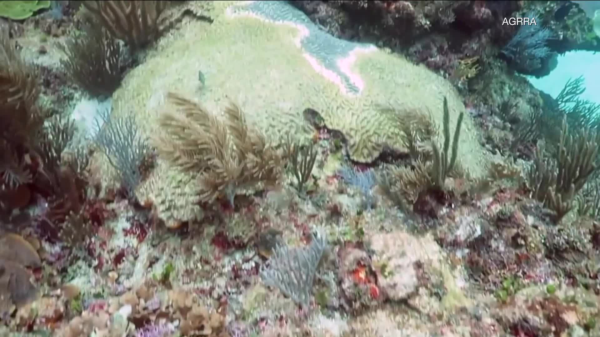 Deadly Caribbean Coral Disease Linked to Ship Wastewater