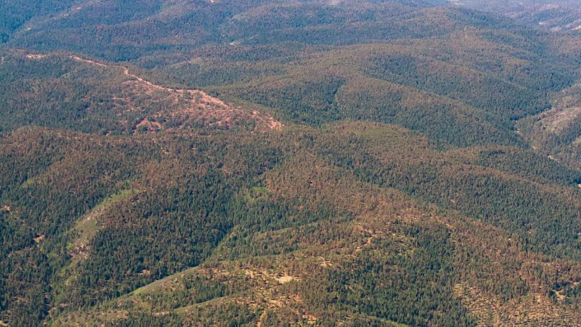 Deadly Double-Whammy for New Mexico Trees
