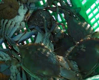 Delicious Disaster: Blue Crabs Invade Italy