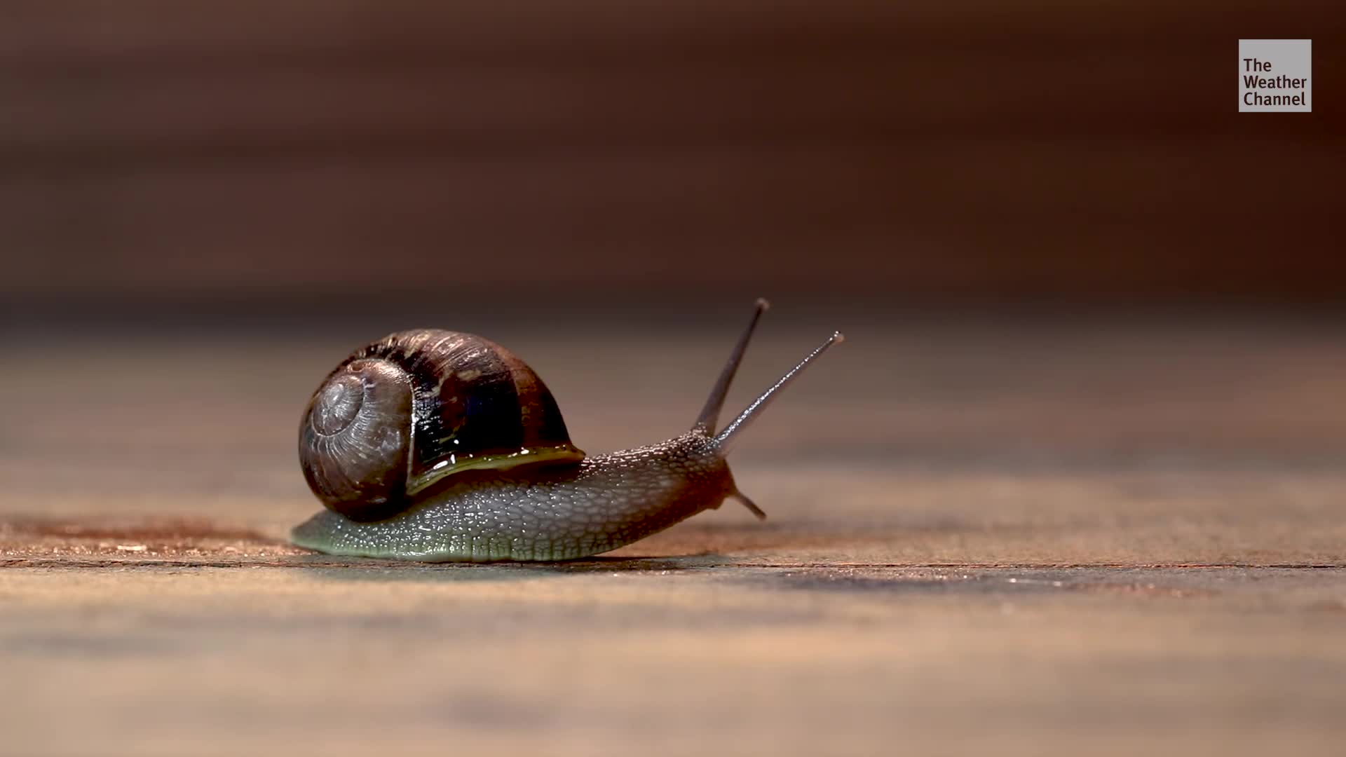 Dermatologists Weigh In On The Snail Skincare Takeover