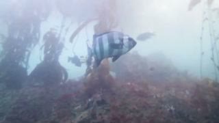 Did This Fish Hitch Ride to California on Tsunami Debris?