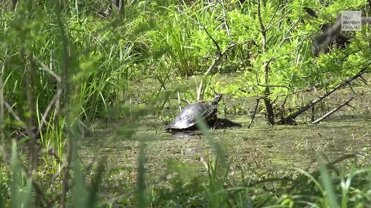 Diesel Spill Kills Thousands of Animals Near New Orleans