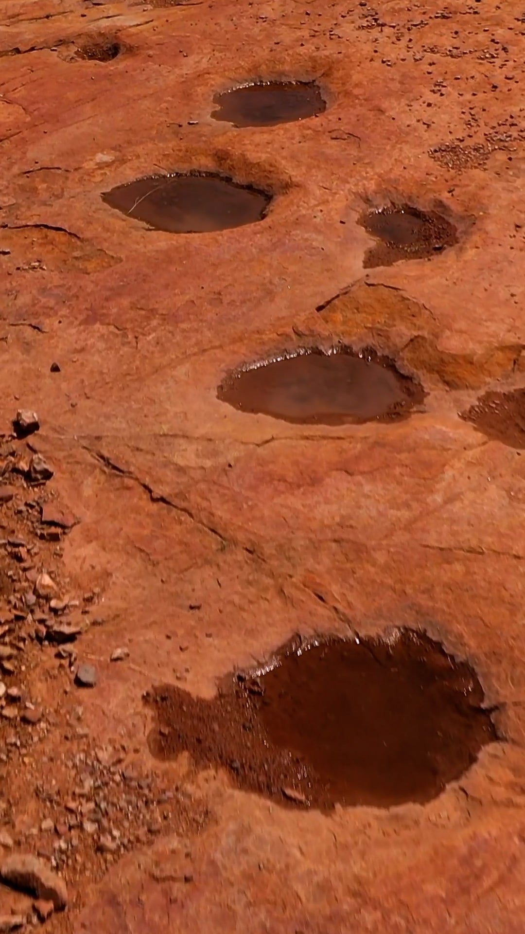 Dinosaur tracks fill with rain