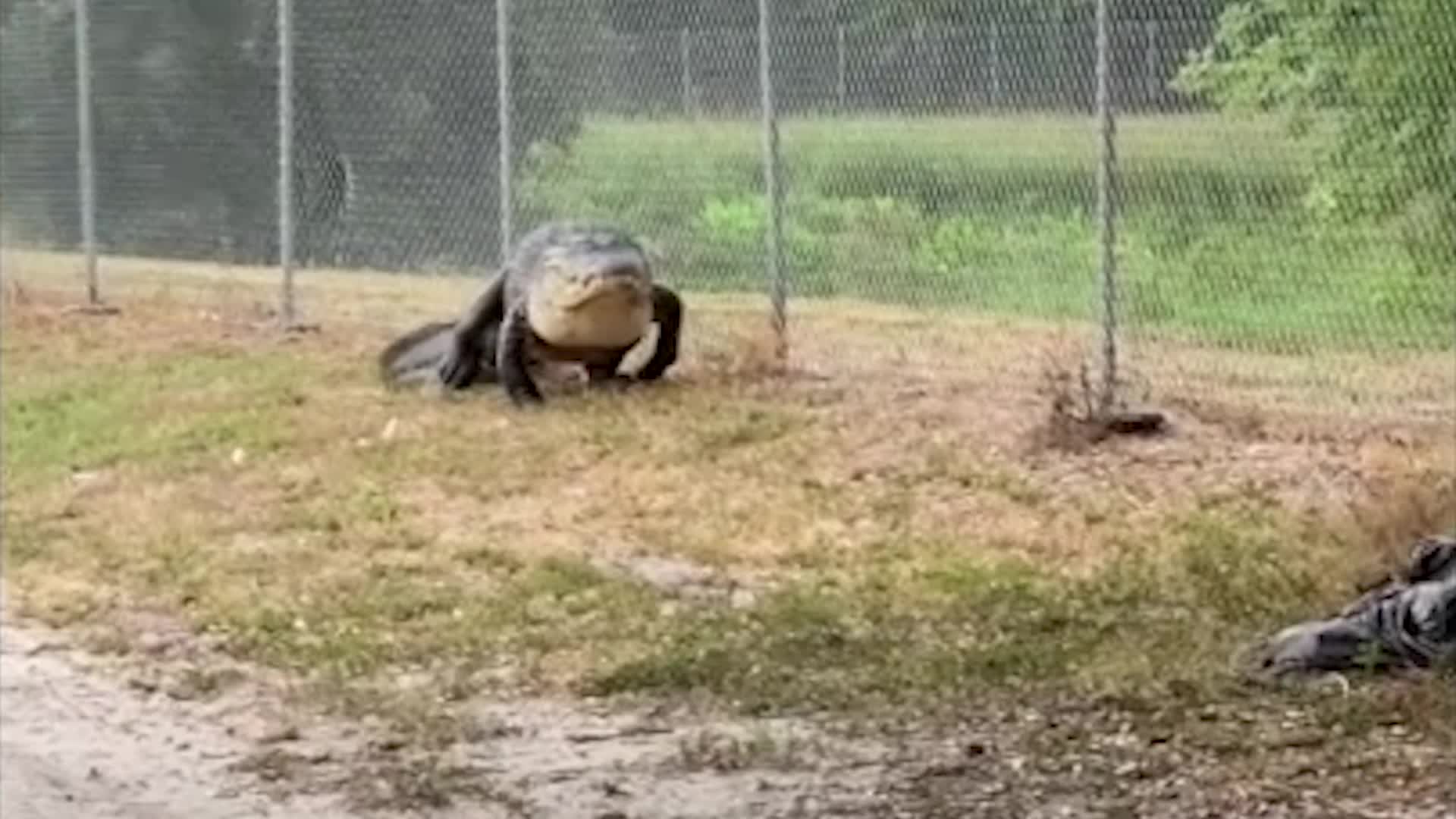 &lsquo;Dinosaur&rsquo; Alligator Strolls Along Path Near Florida School