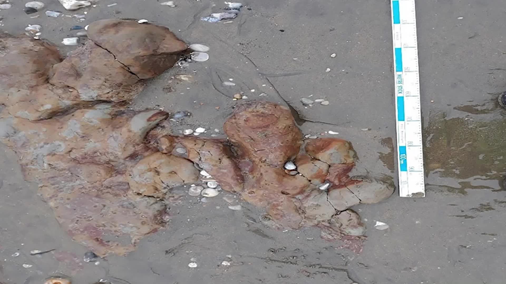 Dinosaur Footprints Discovered On The Beach