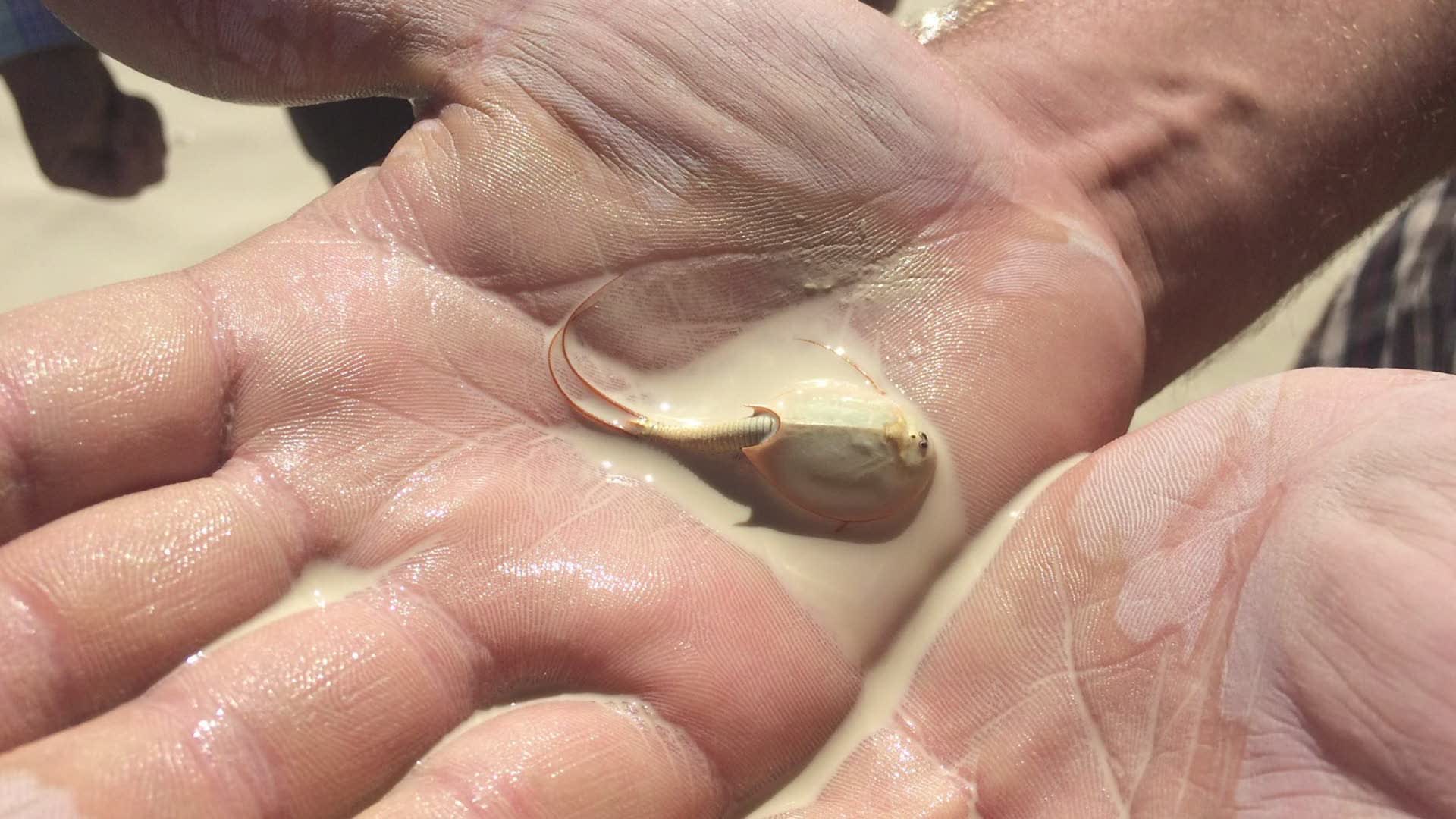 Dinosaur Shrimp Awaken At Burning Man Festival