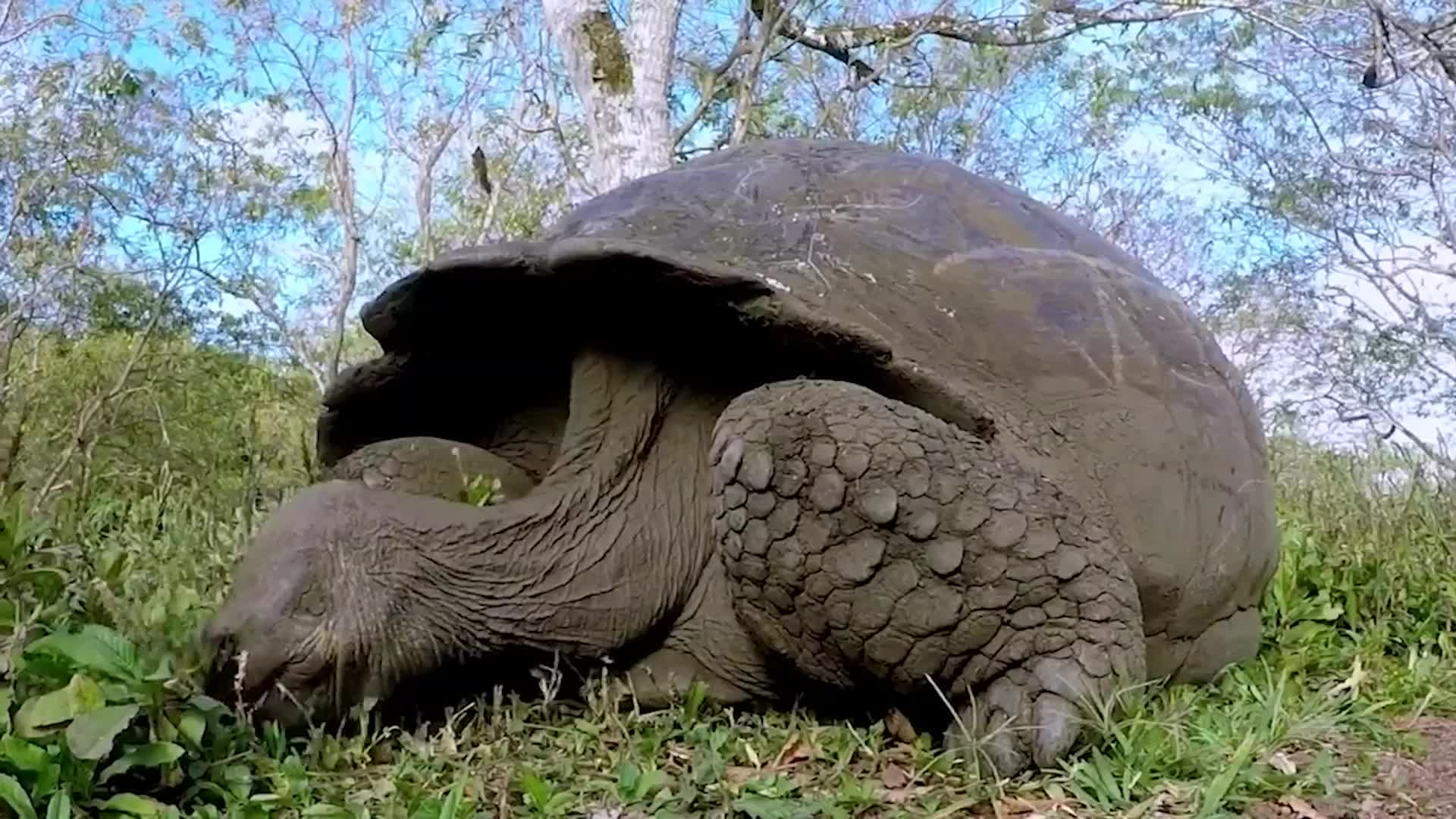 Discovery Upends What Know About Tortoises