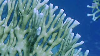 Disease Killing Corals in Florida Now Spreading to Caribbean?