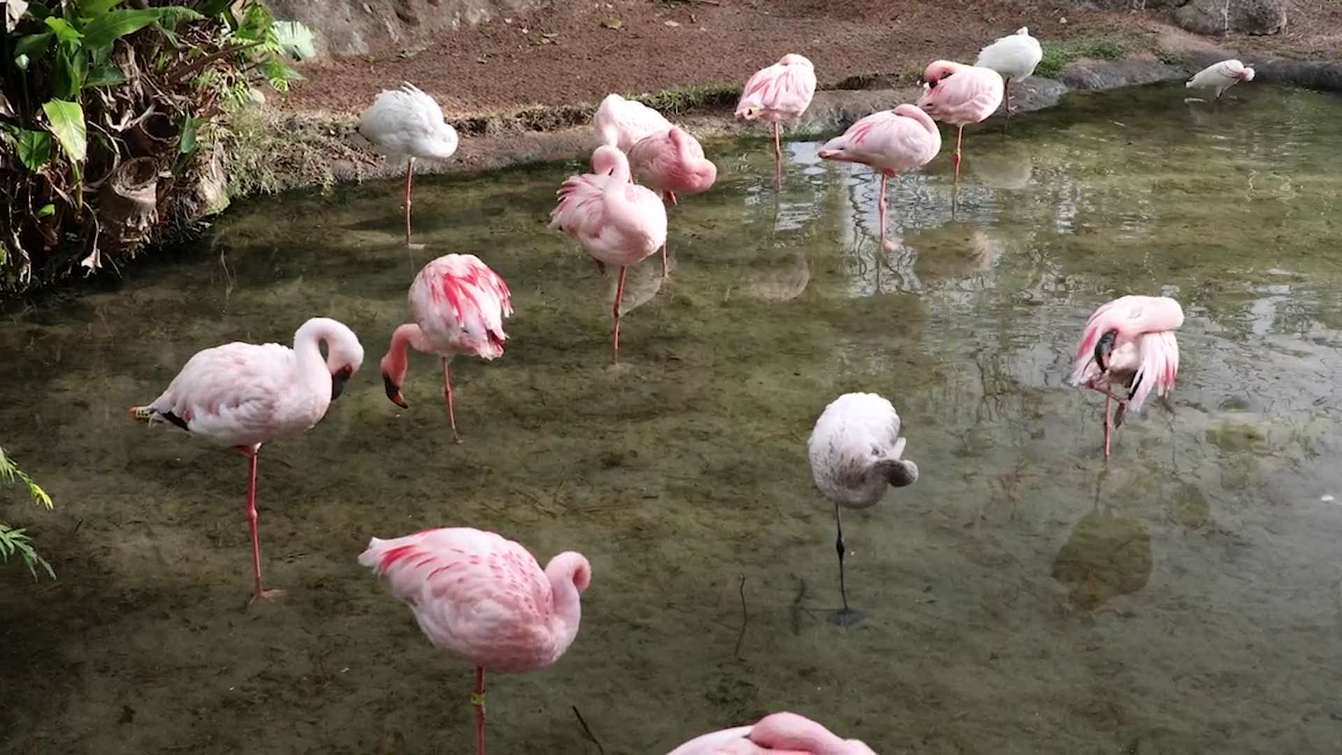 Disney Animal Kingdom Flamingo Chick Born In Nest Made From Baseball Clay