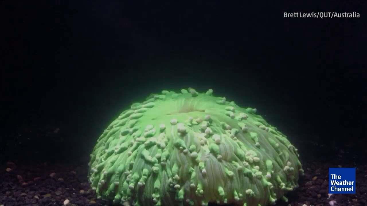 Distressed Coral Rejects Algae