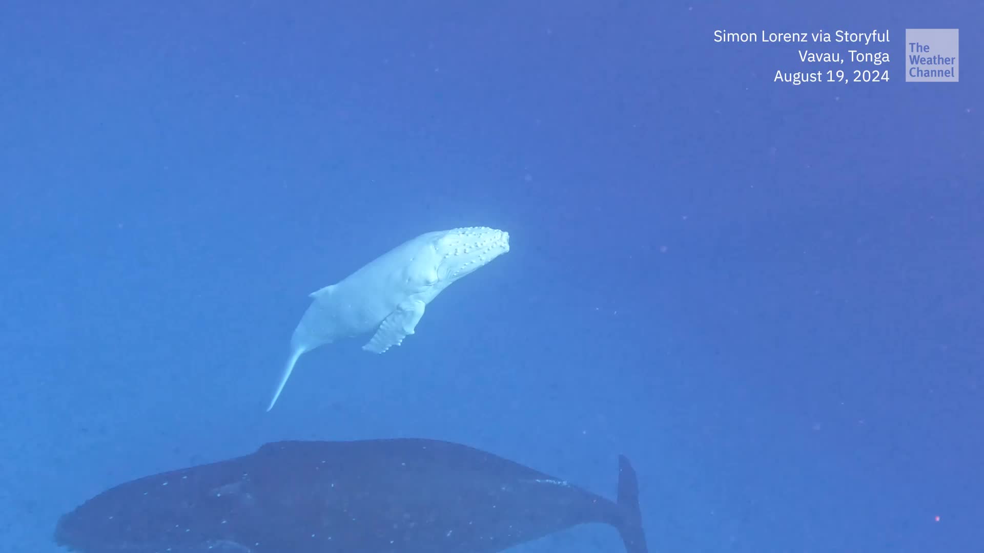 Divers Capture Beautiful Video Of Rare Albino Humpback Whale