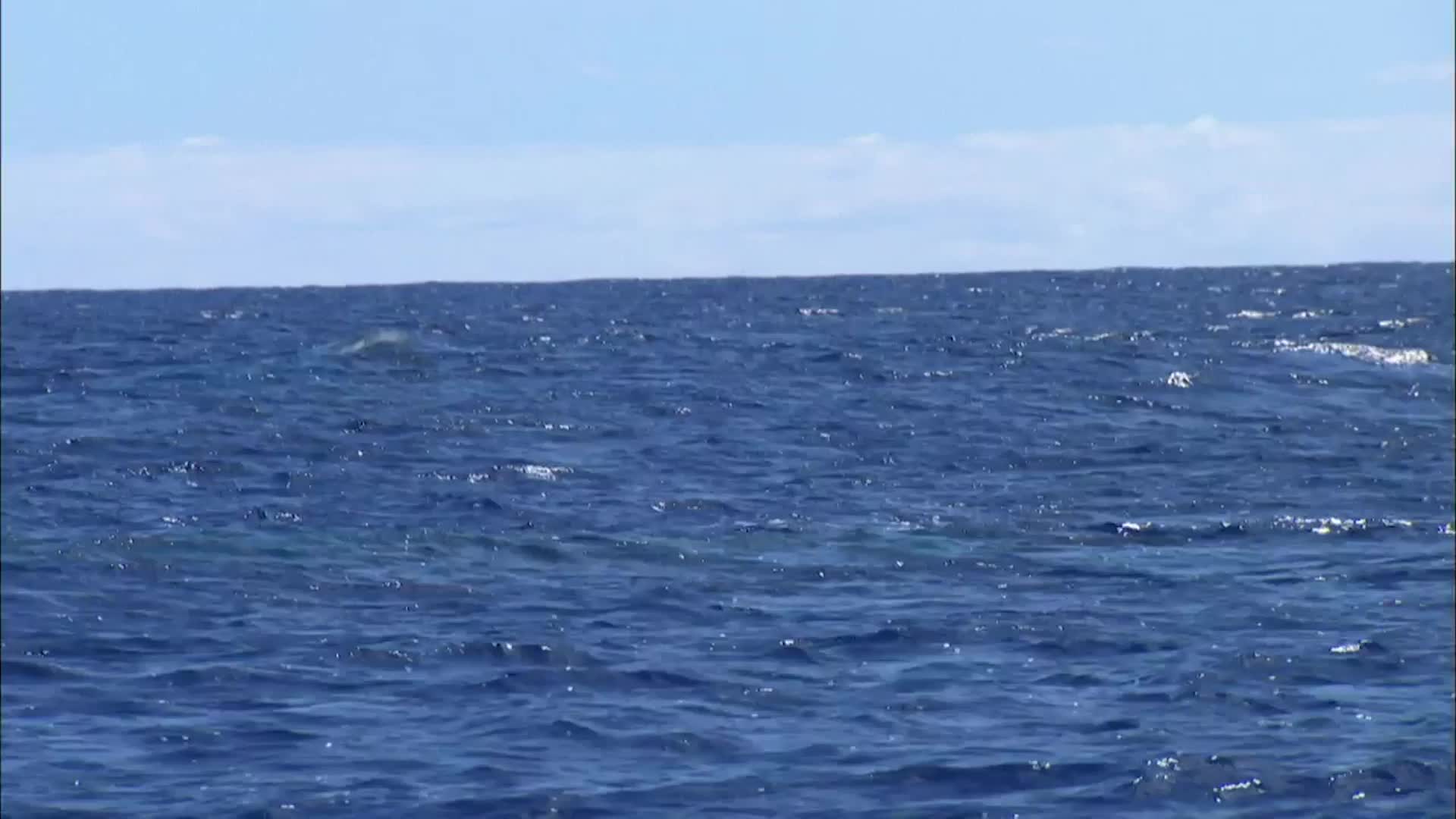 Do Whale Songs Go Viral Just Like Pop Songs Do For Humans?
