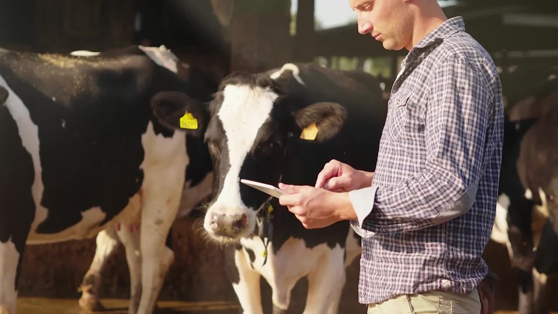 Doctor Gives Advice As Bird Flu Cases Surge In Dairy Cows