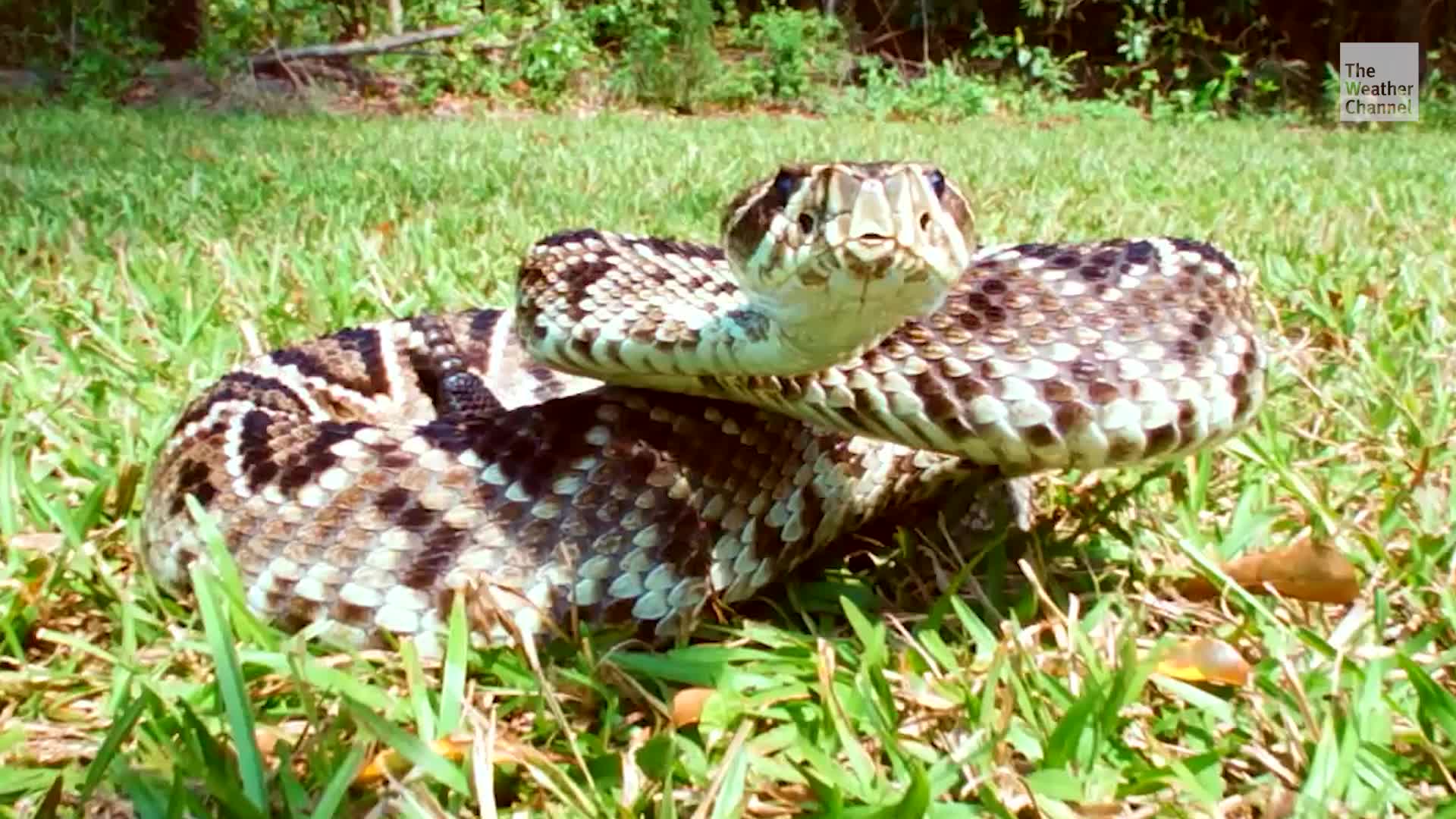 Does Warmer Weather Make Snake Bites More Likely?