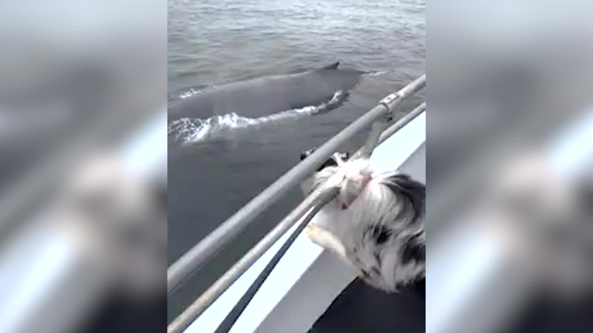 Dog Appeared Thrilled To Meet Humpback Whales