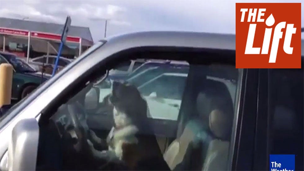 Dog Barks, Honks Car Horn at Montana Shopping Center