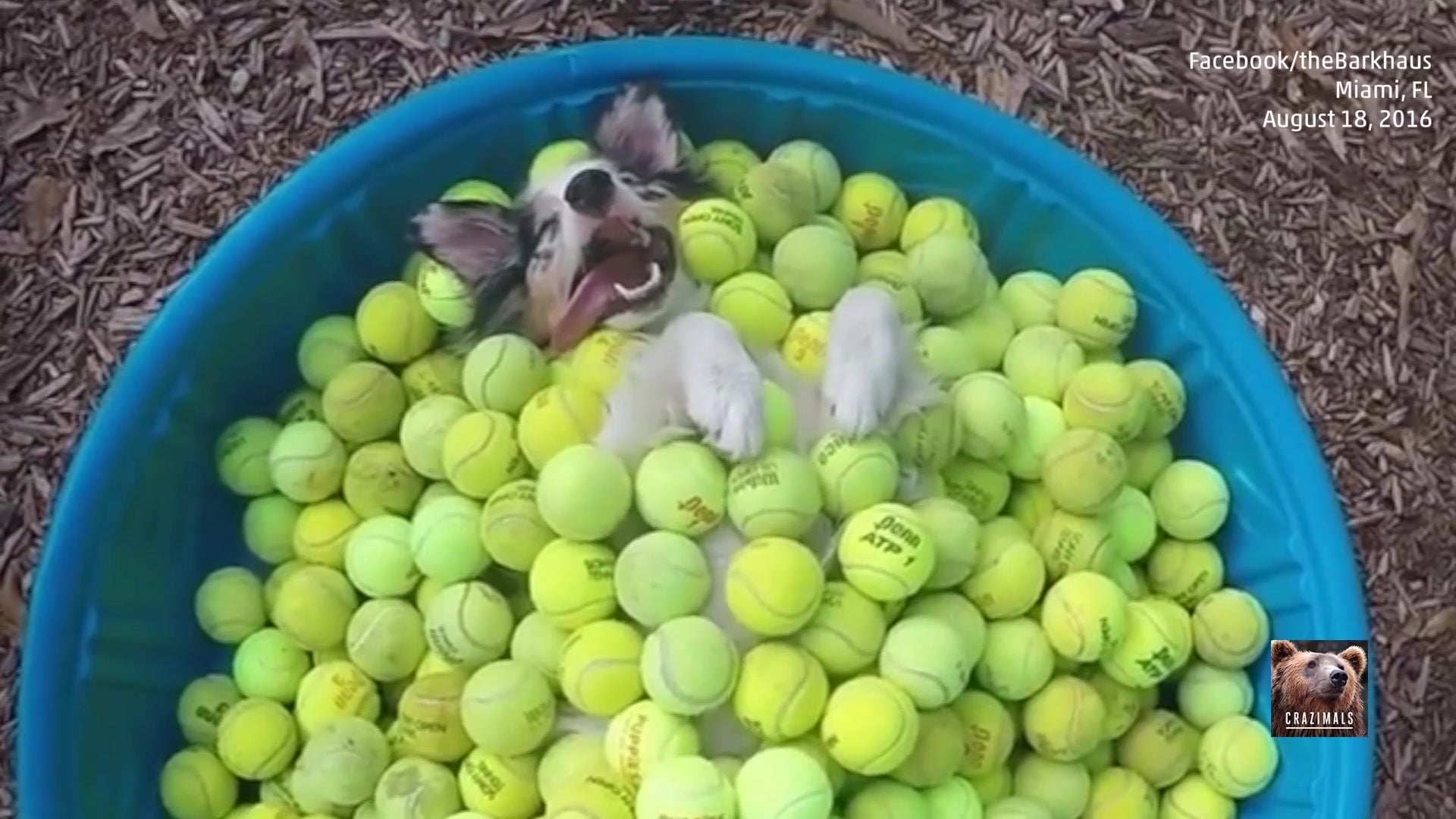 Dog Basks in Pool of Balls