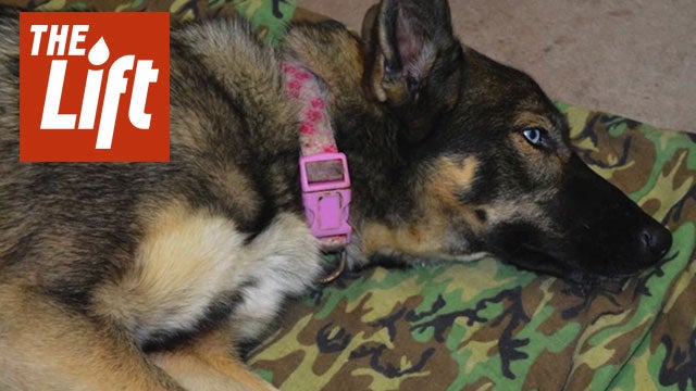 Dog Believed to Be Lost At Sea Found Alive