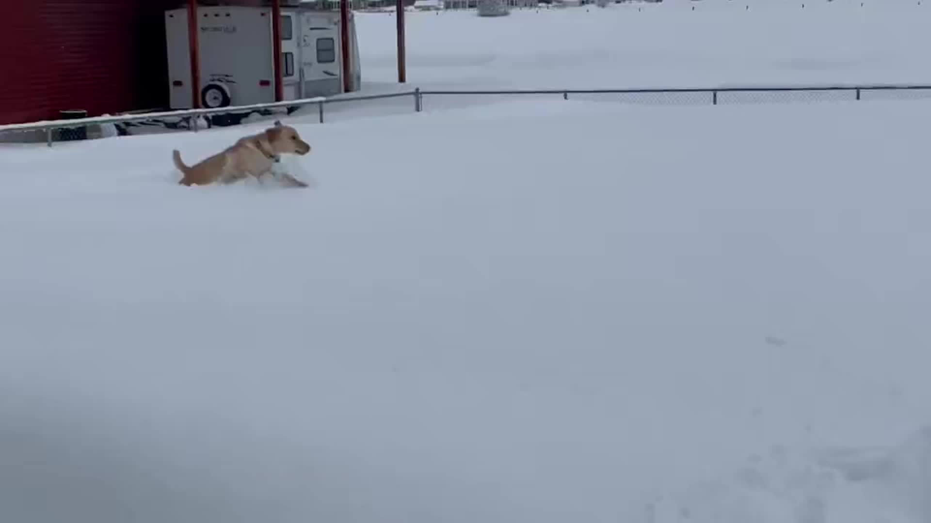 Dog Can’t Get Enough Of Utah Snow