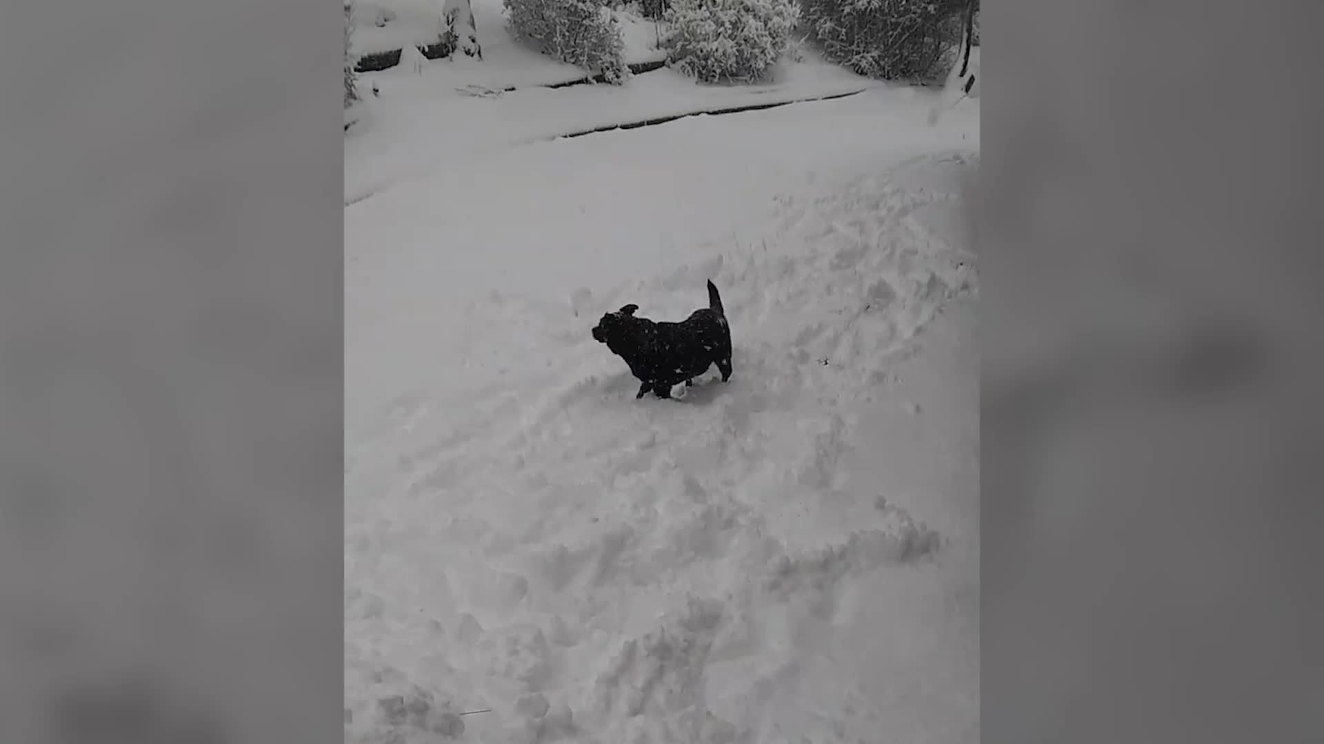 Dog Days Of Winter: Pooch Frolics In Colorado Snow