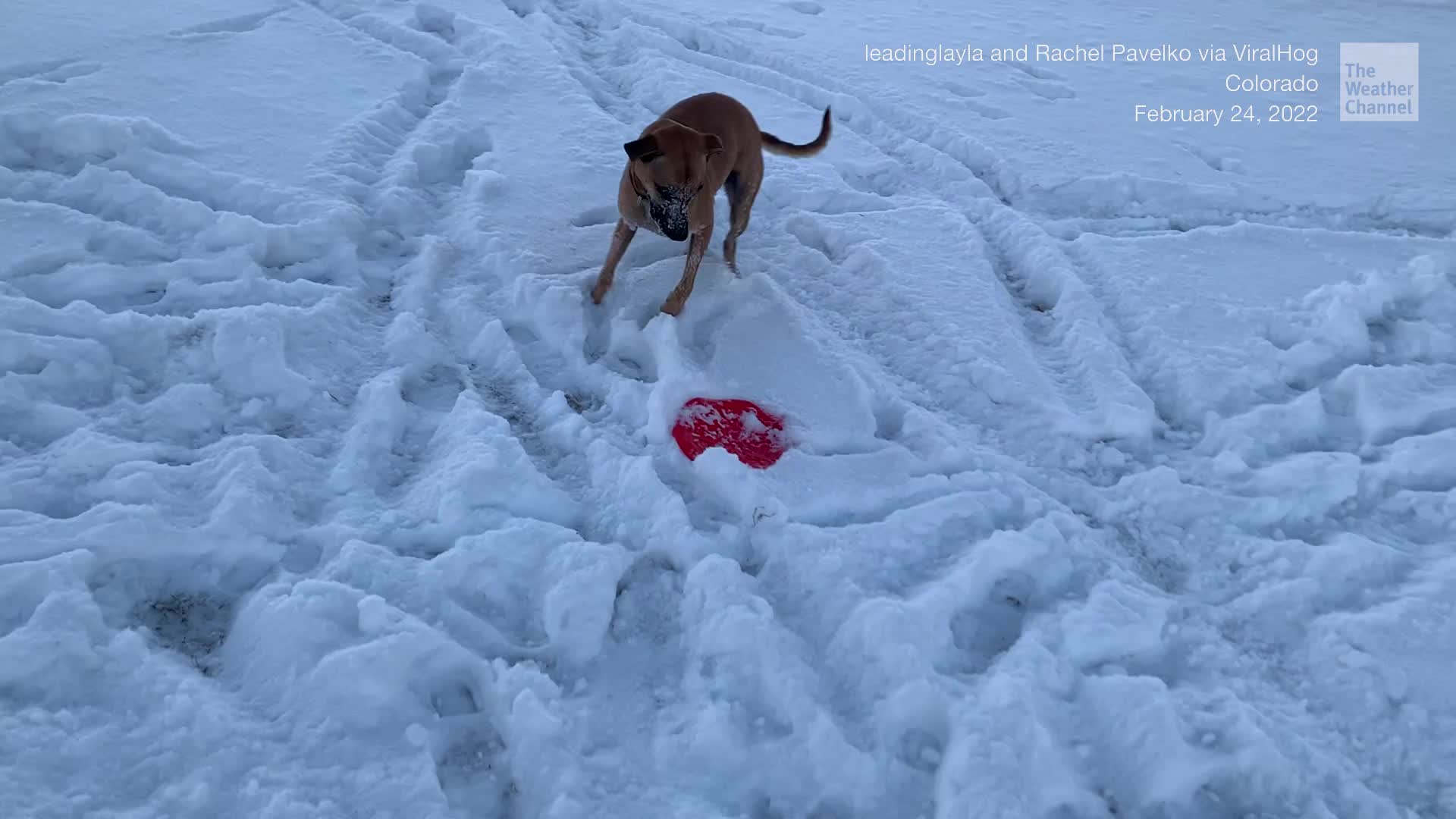 Dog Delights in Sledding Downhill