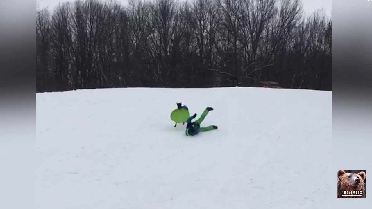 Dog Derails Child’s Downhill Slide