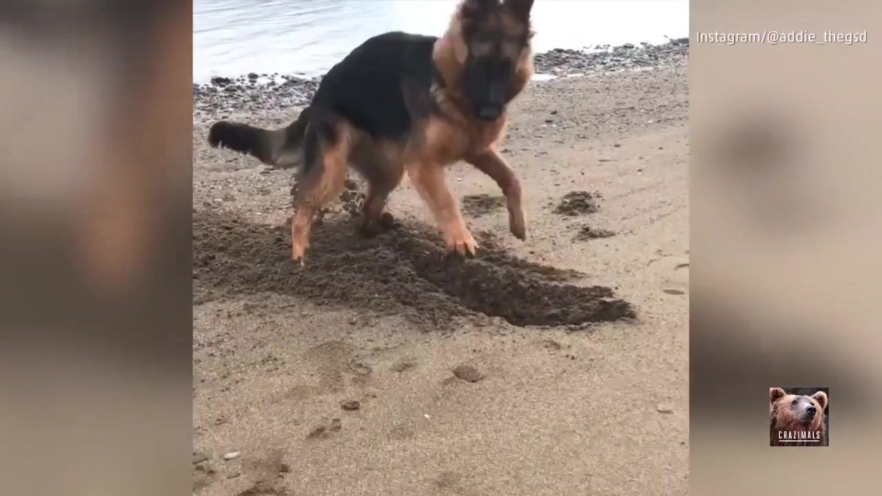 Dog Digs Like Crazy on a Beach