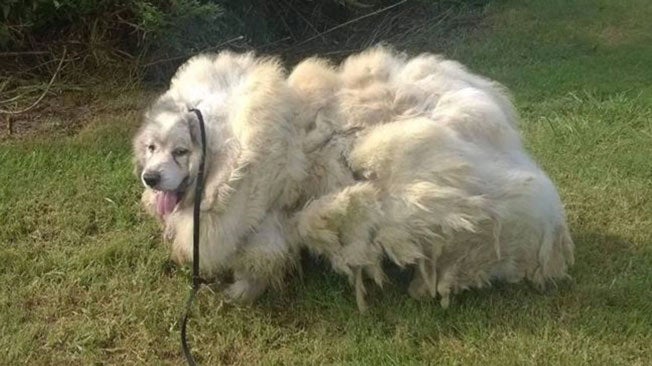 Dog Gets Groomed, Loses 35 Pounds
