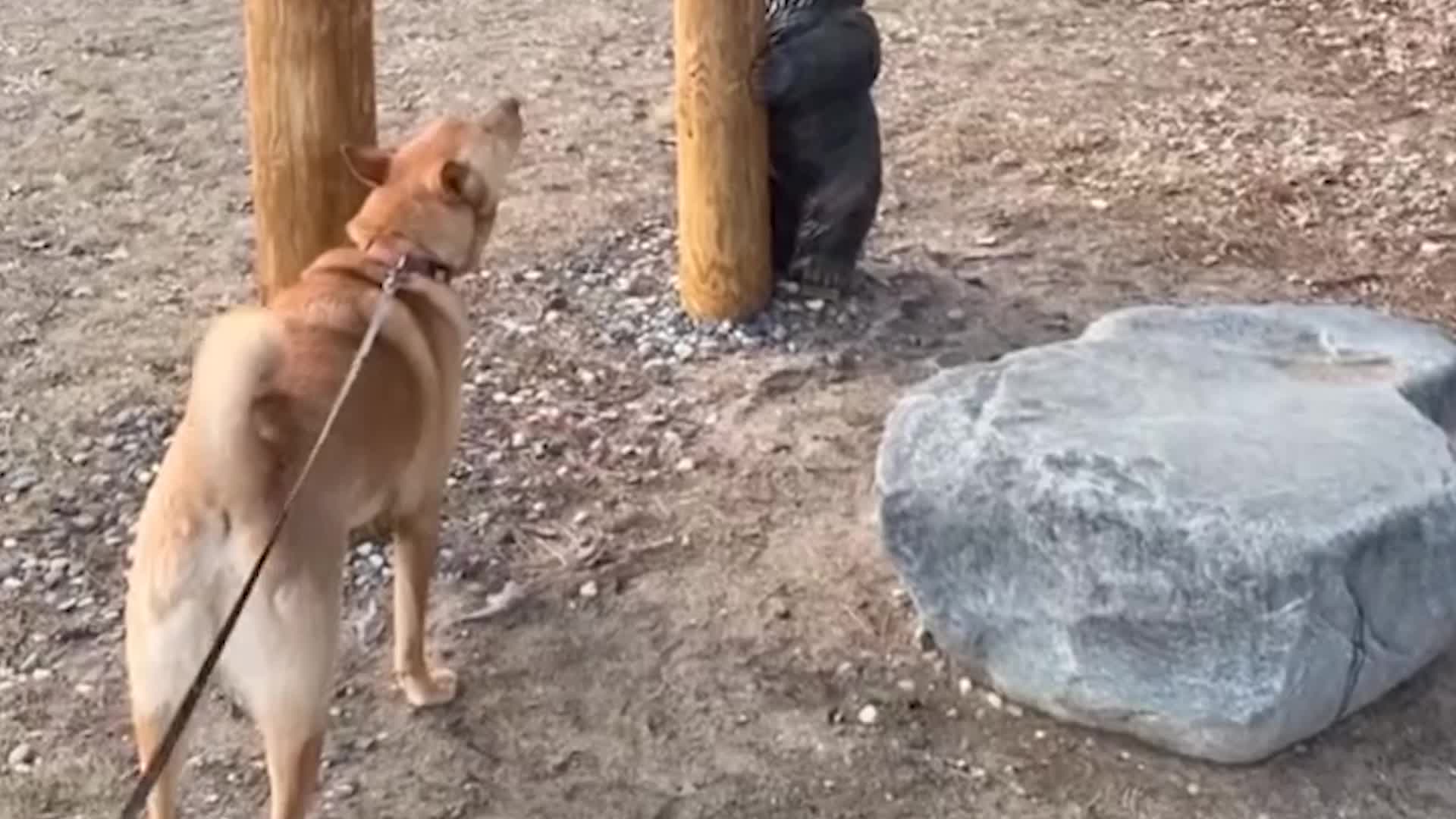 Dog Hits High Notes With Tornado Siren During Test Alarm