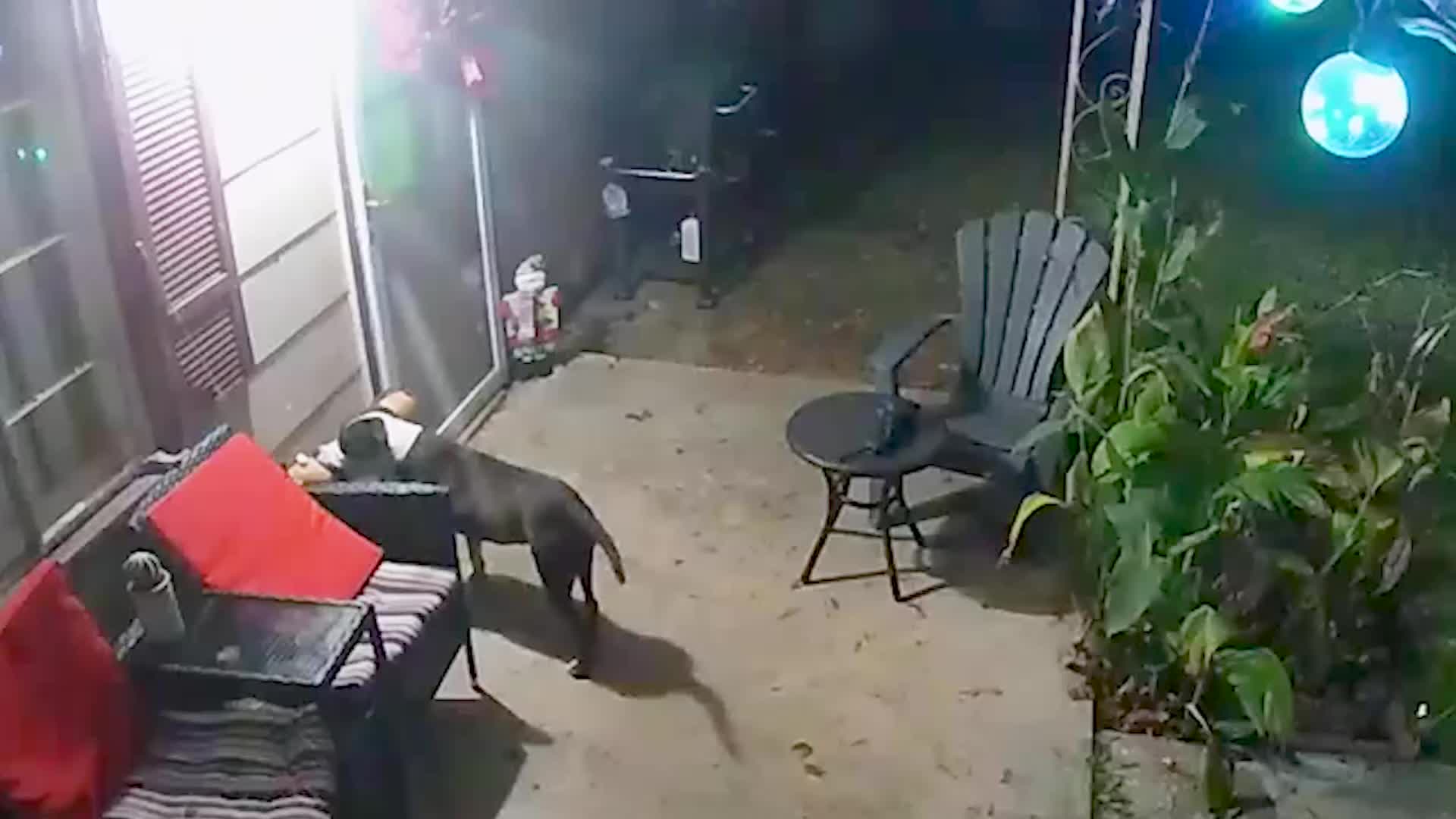 Dog Is Christmas Thief