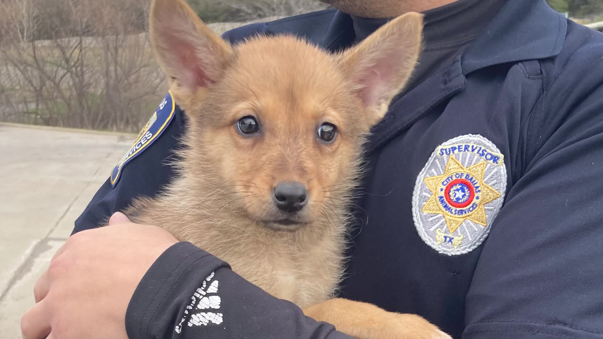 Dog Is Not A Coyote After All, Says DNA Test