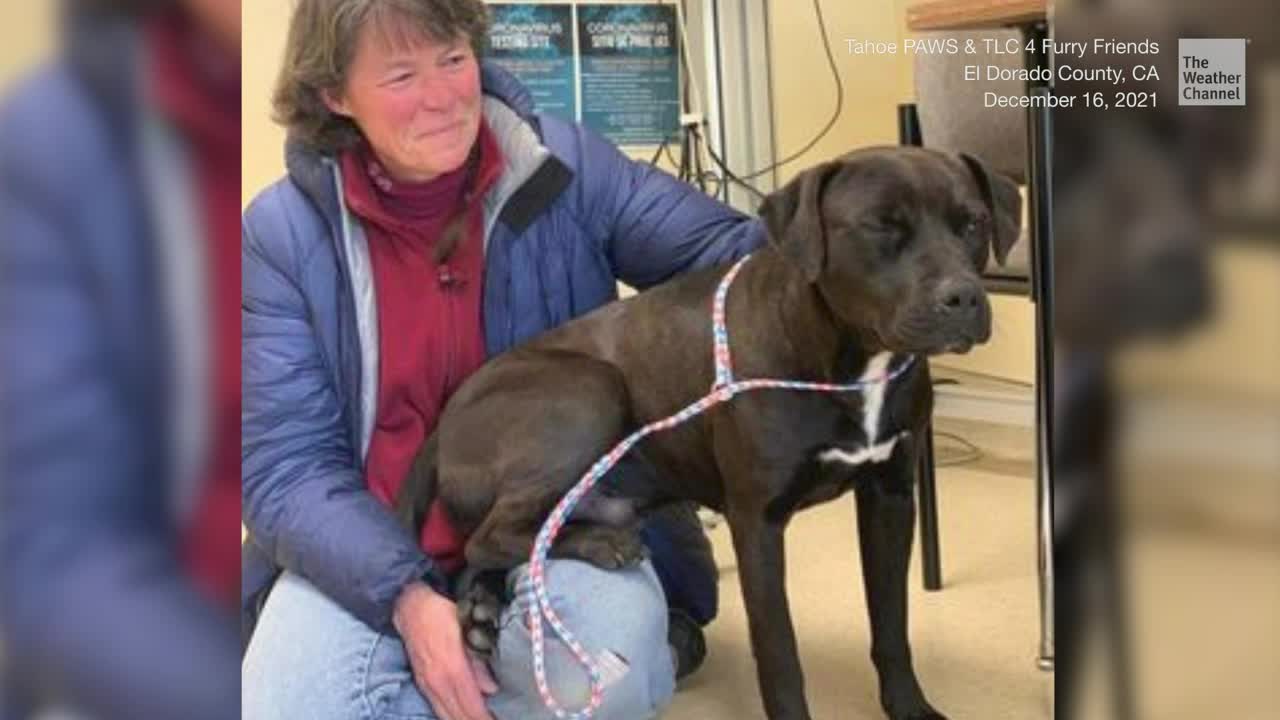 Dog Lost in Summer Wildfire Found in Snow of Northern California Mountains