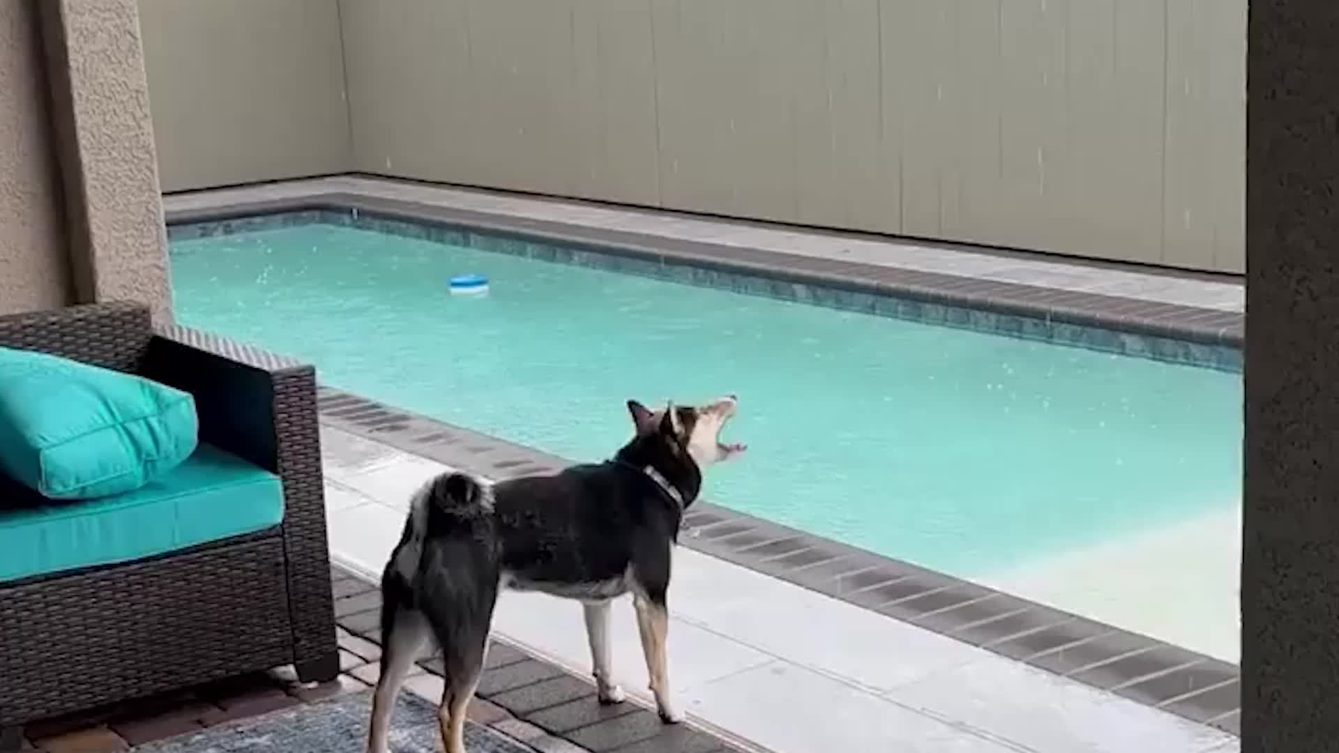 Dog Plays Catch With Raindrops In Nevada